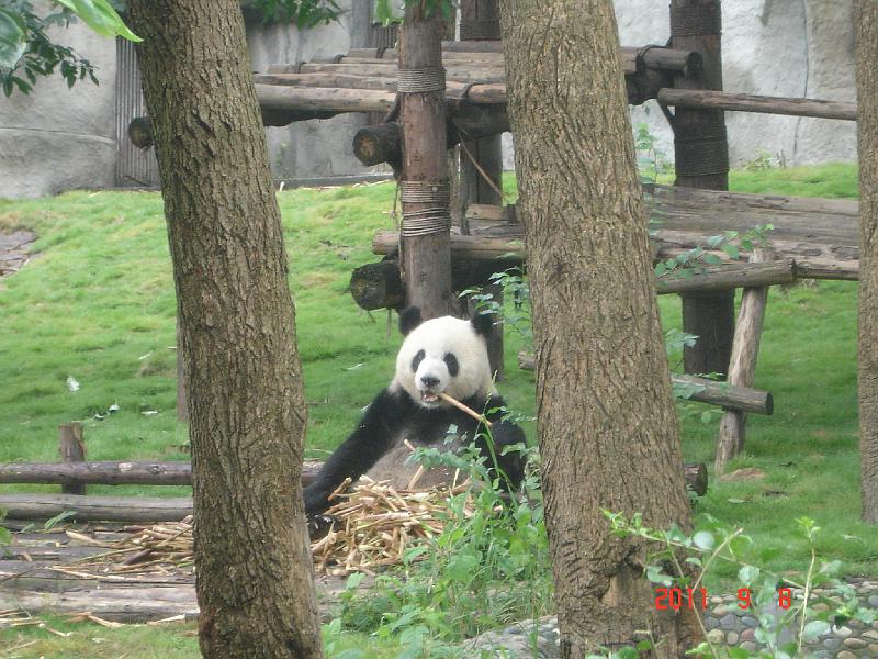 DSC01673.JPG - Sep 07-14, 2011 四川(熊貓基地) [Trip to Reserch base of panda breeding, Sichuan, China]-39