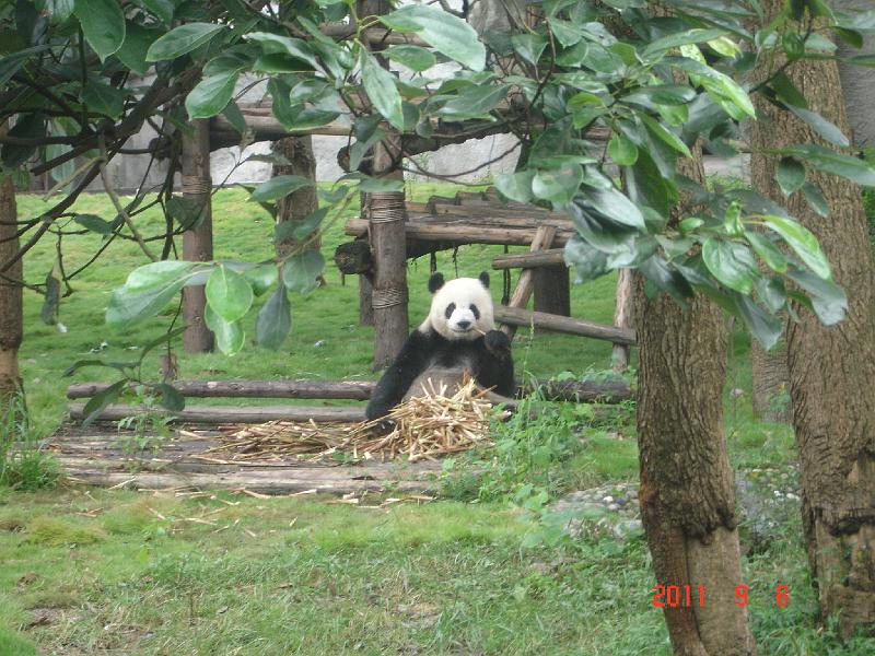 DSC01677.JPG - Sep 07-14, 2011 四川(熊貓基地) [Trip to Reserch base of panda breeding, Sichuan, China]-41
