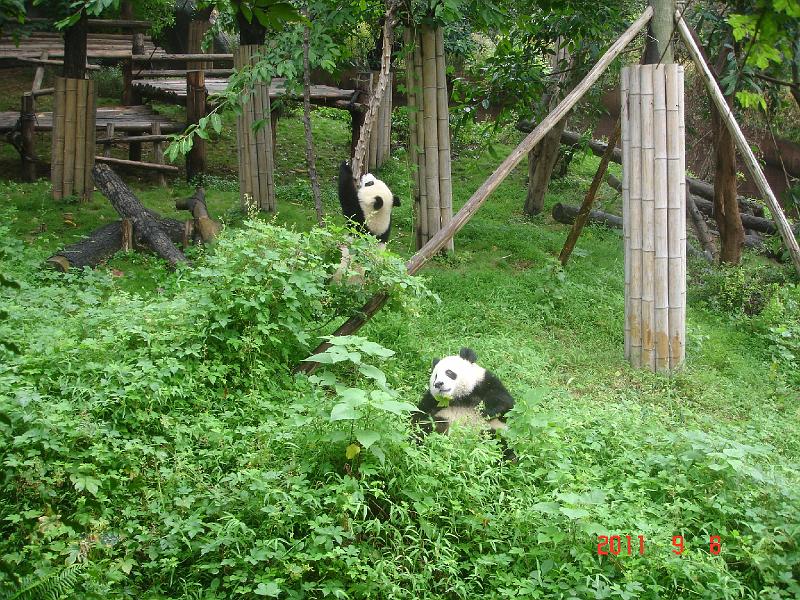 DSC01701.JPG - Sep 07-14, 2011 四川(熊貓基地) [Trip to Reserch base of panda breeding, Sichuan, China]-47