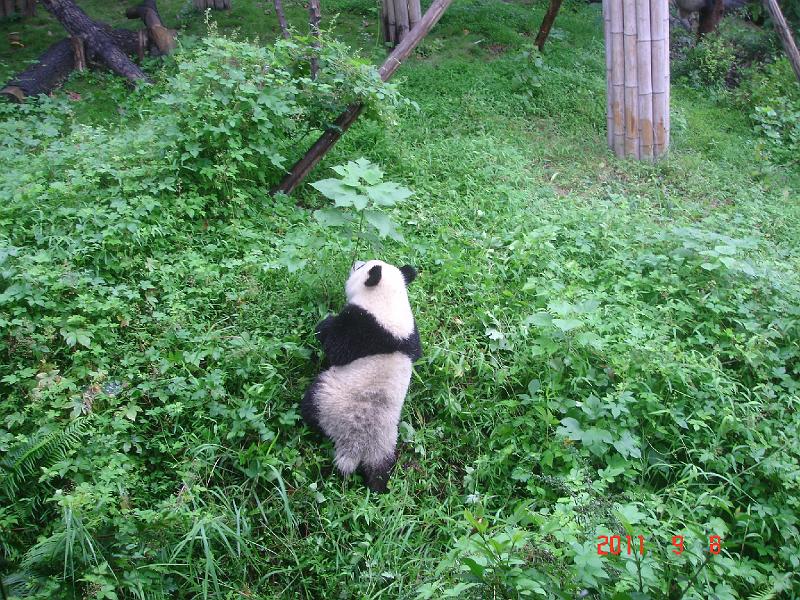 DSC01704.JPG - Sep 07-14, 2011 四川(熊貓基地) [Trip to Reserch base of panda breeding, Sichuan, China]-48