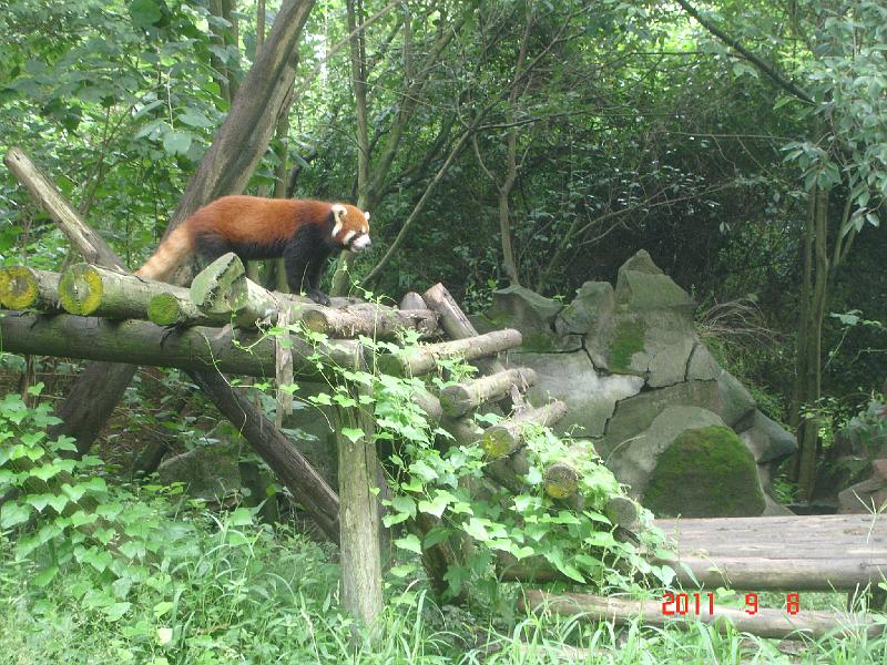 DSC01723.JPG - Sep 07-14, 2011 四川(熊貓基地) [Trip to Reserch base of panda breeding, Sichuan, China]-53