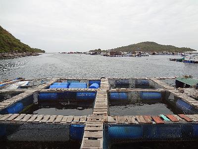 DSC00070.JPG - Aug 2-6, 2013 昇龍蝦苗場開幕典禮 (芽莊，越南)-37