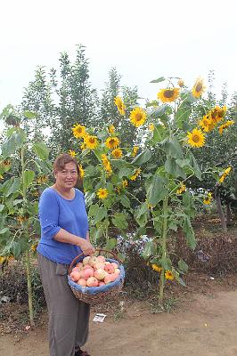 IMG_8812.JPG - Aug 23-30, 2013 廣州海因特公司(海大集團)邀請參訪旅遊-陜西，西安 (蘋果園)-5