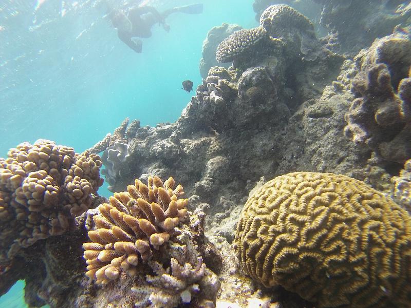 14246620767_e1e5c3f836_o.jpg - May 24-31, 2014 16屆國際魚類營養學術研討會(XVI ISFNF)(澳洲 Cairns) [XVI ISFNF (Australia, Cairns)]-136