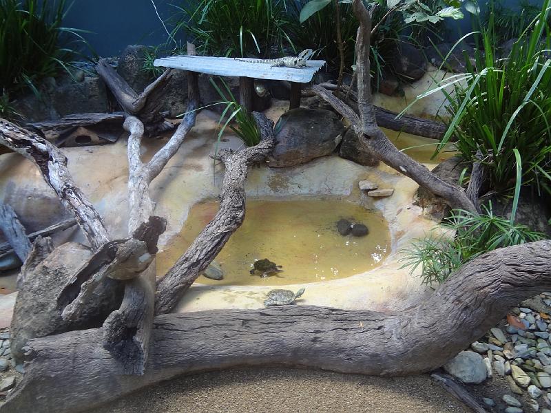 DSC02860.JPG - May 24-31, 2014 16屆國際魚類營養學術研討會(XVI ISFNF)(澳洲 Cairns) [XVI ISFNF (Australia, Cairns)]-184