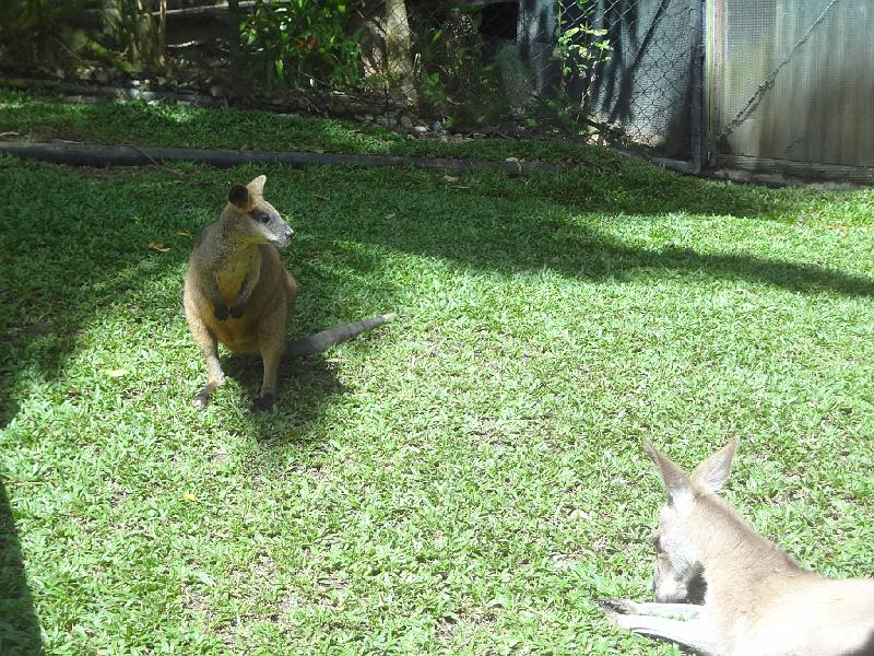 DSC02868.JPG - May 24-31, 2014 16屆國際魚類營養學術研討會(XVI ISFNF)(澳洲 Cairns) [XVI ISFNF (Australia, Cairns)]-187
