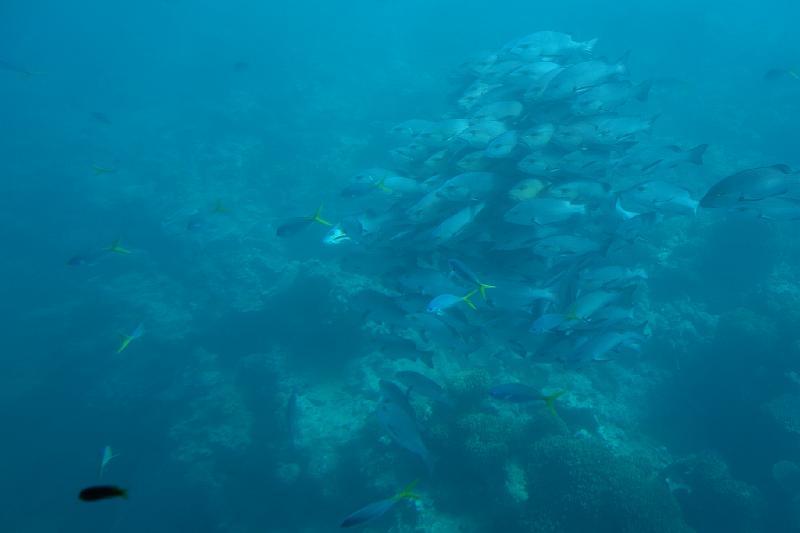 DSC06290.JPG - May 24-31, 2014 16屆國際魚類營養學術研討會(XVI ISFNF)(澳洲 Cairns) [XVI ISFNF (Australia, Cairns)]-131