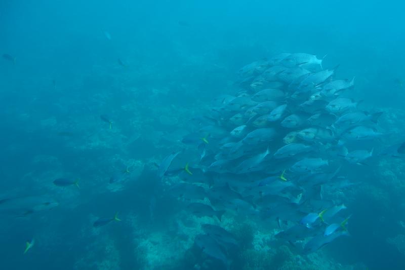 DSC06291.JPG - May 24-31, 2014 16屆國際魚類營養學術研討會(XVI ISFNF)(澳洲 Cairns) [XVI ISFNF (Australia, Cairns)]-132